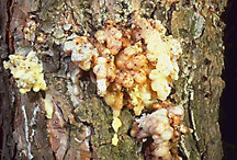 Affordable Tree Care Insect & Disease Control Services - Zimmerman Pine Month
