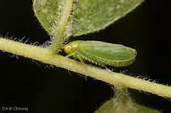 Affordable Tree Care Insect & Disease Control Services - Leaf Hoppers
