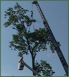 Affordable Tree Care - Serving Southeastern Wisconsin since 1992