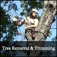 Affordable Tree Care - Tree Removal and Trimming
