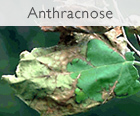 Affordable Tree Care Insect & Disease Control Services - Anthracnose