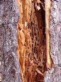 Affordable Tree Care Insect & Disease Control Services - Ants