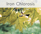 Affordable Tree Care Insect & Disease Control Services - Iron Chlorosis