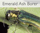 Affordable Tree Care Insect & Disease Control Services - Emerald Ash Borer