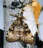 Affordable Tree Care Insect & Disease Control Services - Gypsy Moth