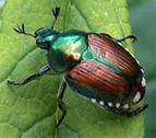 Affordable Tree Care Insect and Disease Control Services - Japanese Beetle