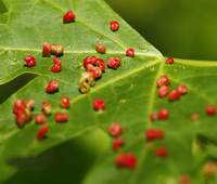 Affordable Tree Care Insect & Disease Control Services - Leaf Gall
