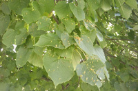 Affordable Tree Care Insect & Disease Control Services - Leaf Gall