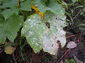 Affordable Tree Care Insect & Disease Control Services - Powdery Mildew