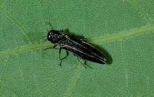 Affordable Tree Care Insect & Disease Control Services - Two Line Chestnut Borer