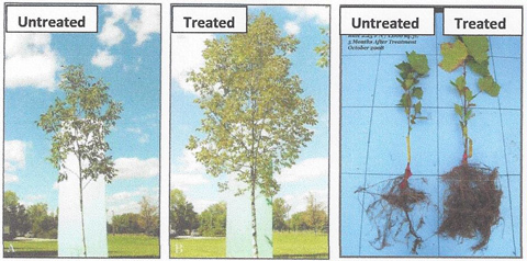 Arbor Green PRO Fertilization Treatment - Affordable Tree Care