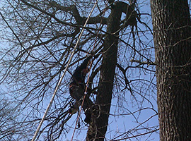 Affordable Tree Care - Tree Climber Trimming a Tree