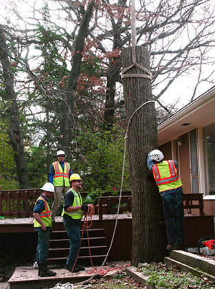 Affordable Tree Care - Owned by a certified arborist for over 25 years.