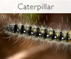 Affordable Tree Care Insect & Disease Control Services - Catepillars