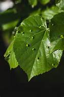 Affordable Tree Care Insect & Disease Control Services - Spider Mites