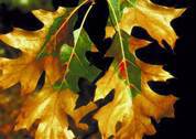 Affordable Tree Care Insect & Disease Control Services - Oak Wilt