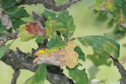 Affordable Tree Care Insect & Disease Control Services - Bur Oak Blight